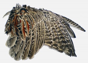 01.wing croppedlores