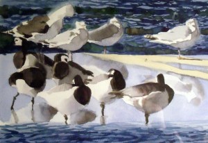 gullbarnaclemiddlebig