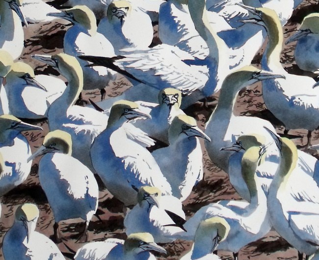 Gannets at Bass