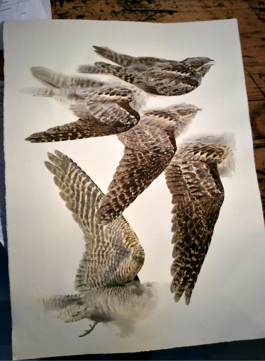 nightjar4