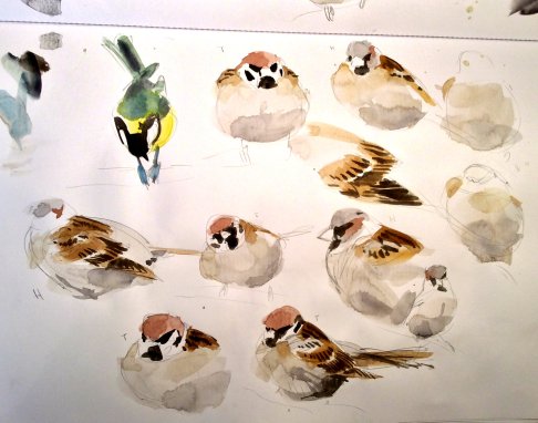 sparrows1