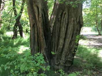 13620123_10153848779742476_913107875484219738_n