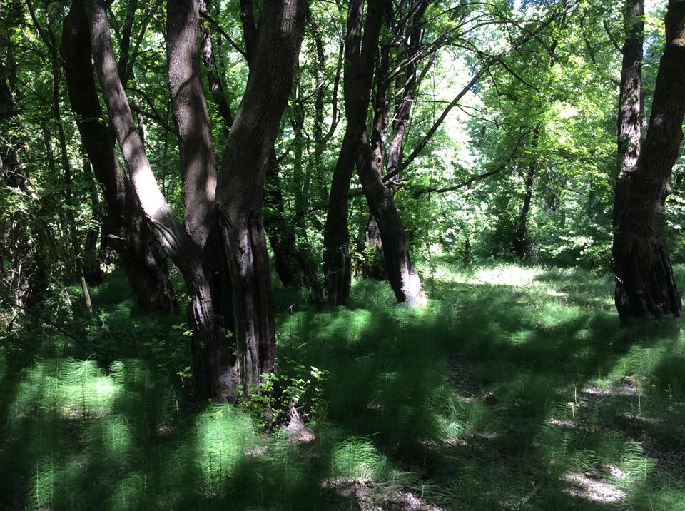 13659062_10153848779757476_345607258981279161_n