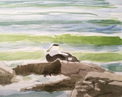 edderfugle salthammer